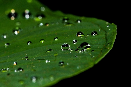 Water nature grass droplet Photo