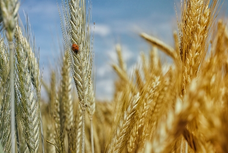 Plant field wheat grain Photo