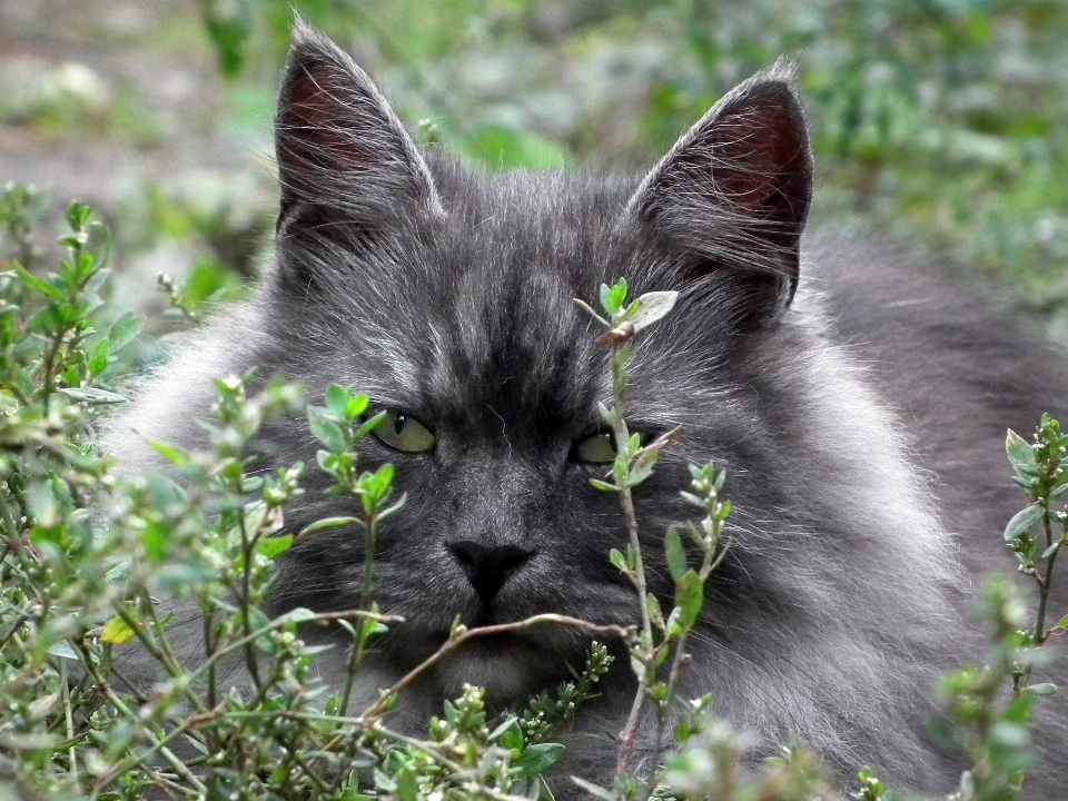 Herbe fleur mignon animal de compagnie