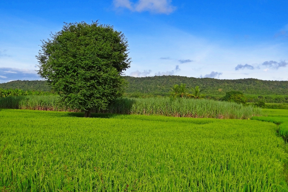 Paesaggio albero erba pianta