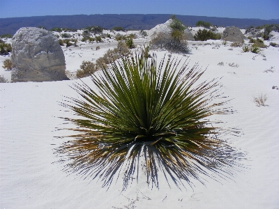 Landscape tree grass sand Photo