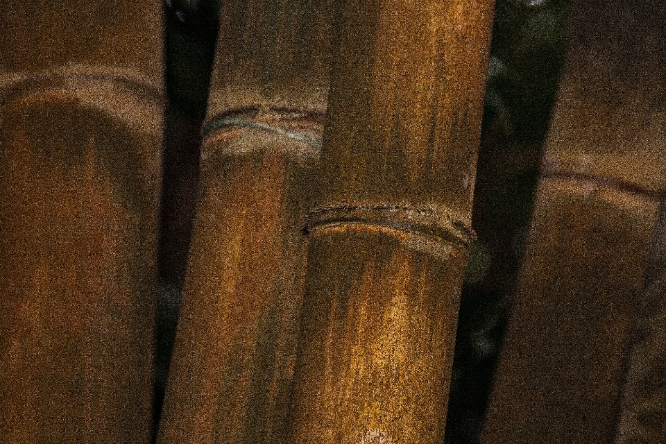 结构 植物 木头 柱子