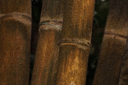 Foto Struktur tanaman kayu kolom