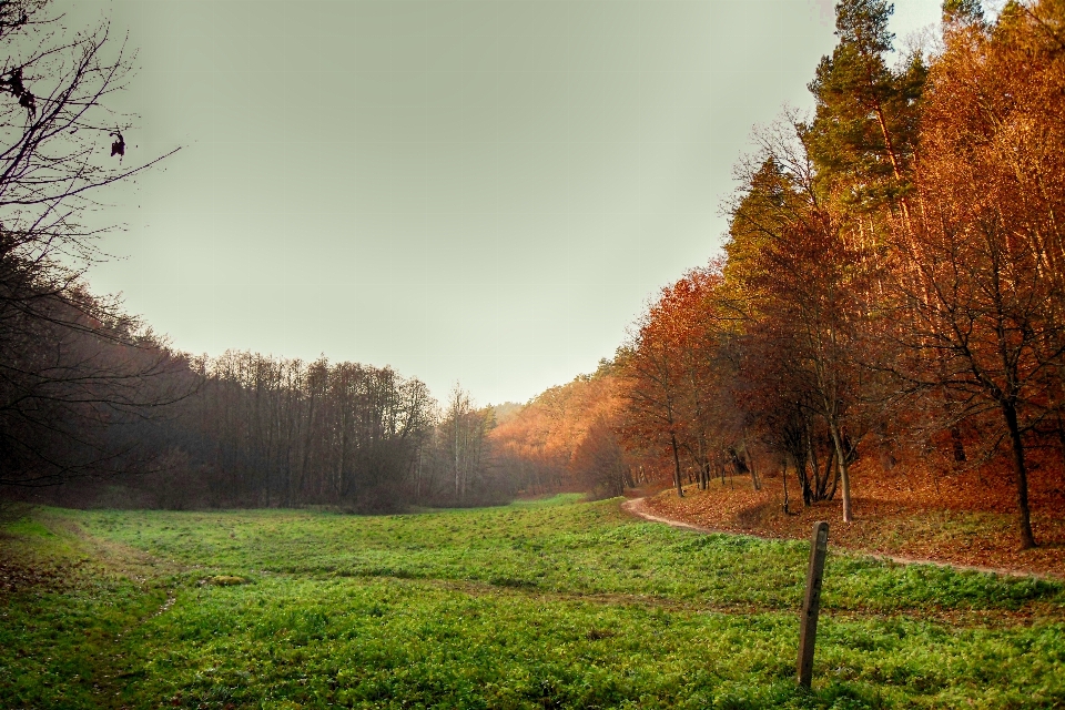 пейзаж дерево природа лес