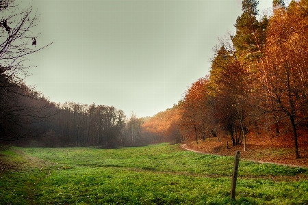 Landscape tree nature forest Photo