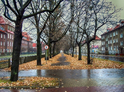 Foto Paesaggio albero acqua ramo