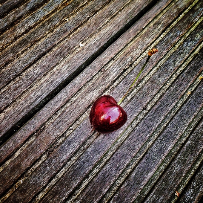 Baum natur zweig anlage