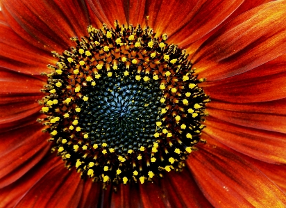 Bitki güneş yuvarlak çiçek Fotoğraf