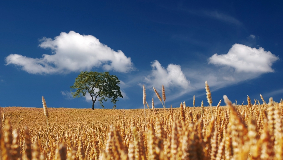 Paysage arbre nature horizon