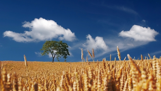 Landscape tree nature horizon Photo