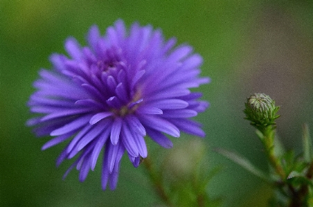 Nature blossom plant photography Photo