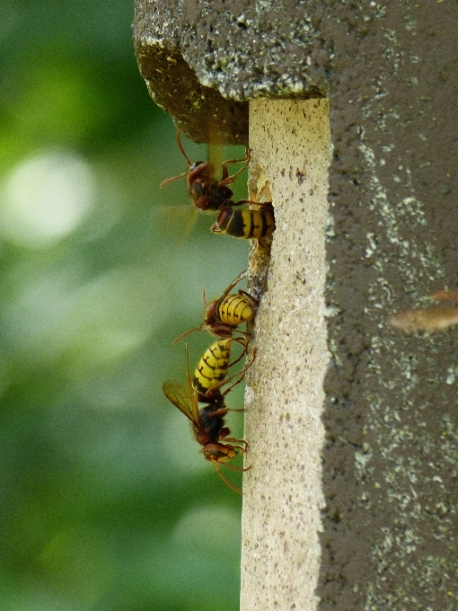 Alam cabang daun satwa