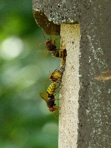 Foto Natureza filial folha animal