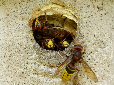 Animal lookout insect fauna Photo