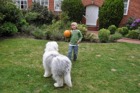 Lawn meadow play boy Photo