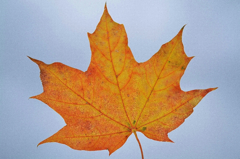 árbol naturaleza rama planta