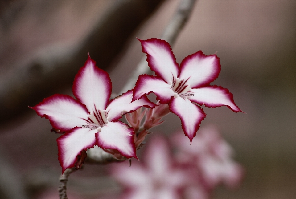 Blossom plant photography stem