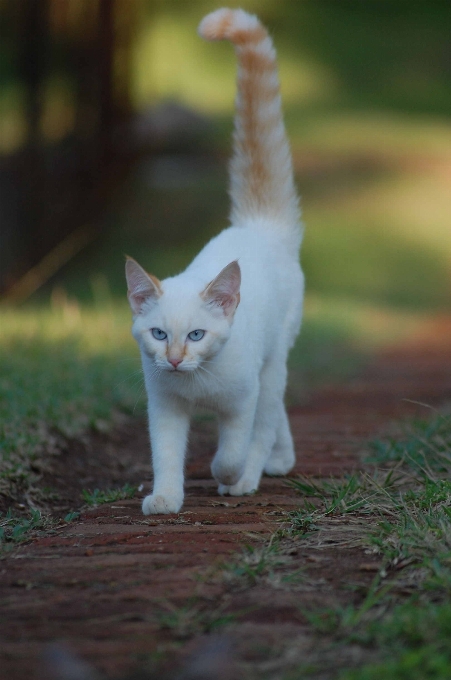 Walking animal pet fur