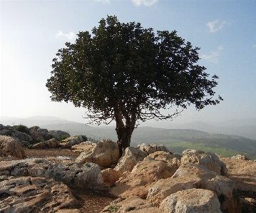 Landscape tree rock wilderness Photo