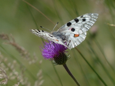 Foto Natureza asa branco fotografia