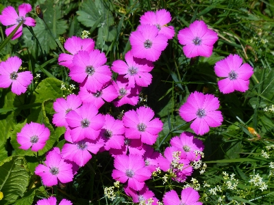 Blossom plant meadow flower Photo