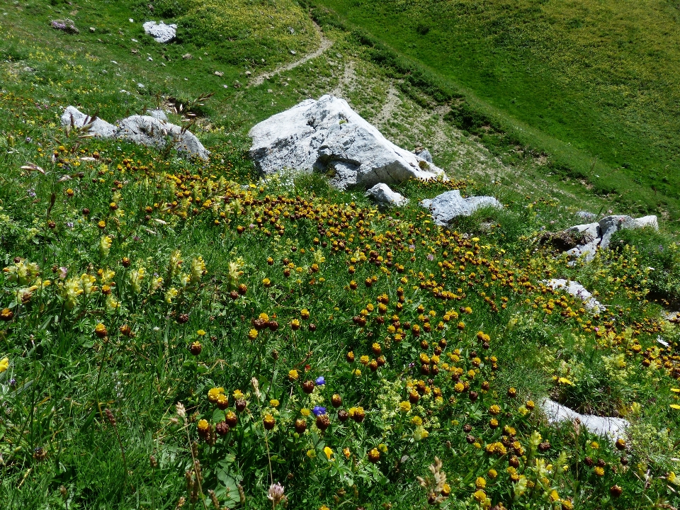 Nature grass plant field