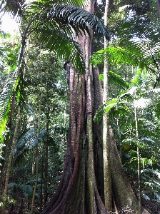 Foto Albero natura foresta selvaggia
