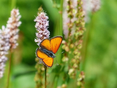 Nature grass plant photography Photo