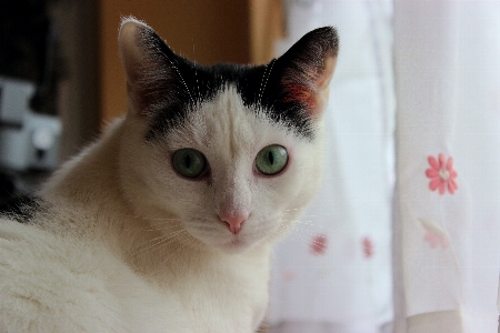 Hair white view animal Photo