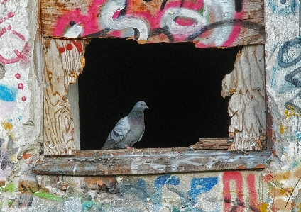 Bird architecture window urban Photo