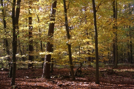 Ağaç orman bitki güneş ışığı Fotoğraf