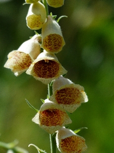 Blossom plant flower petal Photo