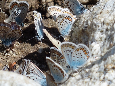 Nature wing leaf wildlife Photo