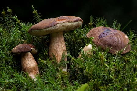 Nature forest grass gathering Photo