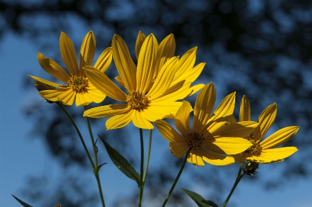 Nature plant field meadow Photo