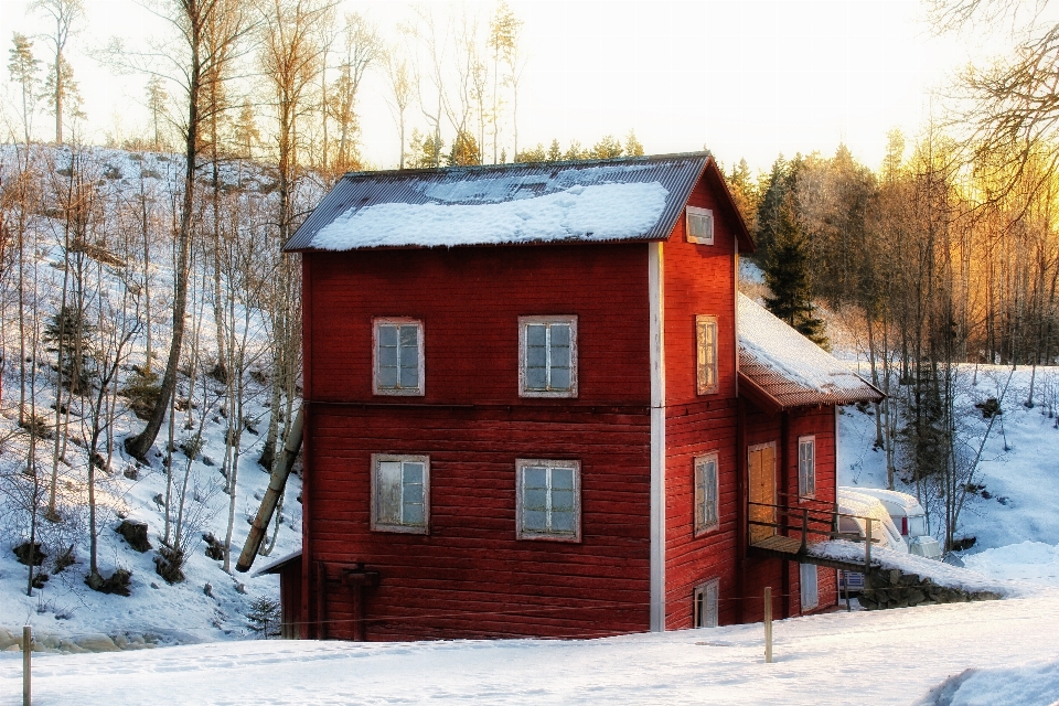 Nature forest snow winter