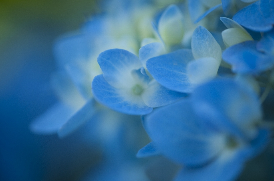 Draussen blüte wachstum anlage