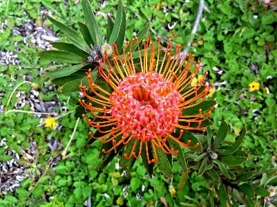 Outdoor blossom growth plant Photo