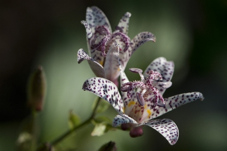 Nature outdoor blossom growth Photo