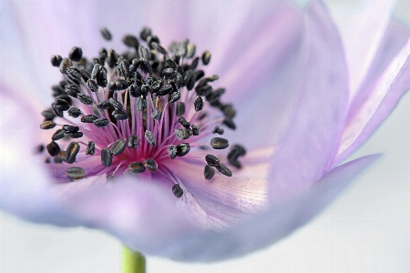 Nature blossom plant photography Photo