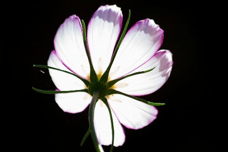 Blossom plant photography cosmos Photo