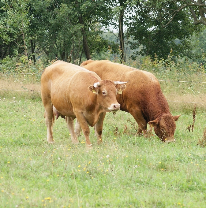 Grama campo fazenda prado
