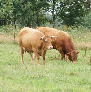 Grass field farm meadow Photo