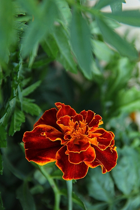 Natur blüte anlage stengel