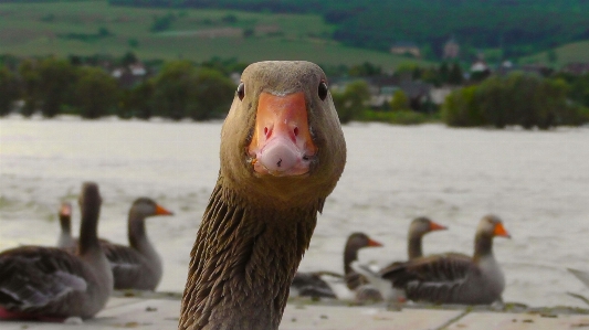 Natur vogel fluss tierwelt Foto