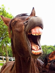 Animal horse brown stallion Photo