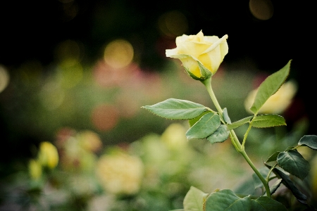 Nature branch blossom plant Photo