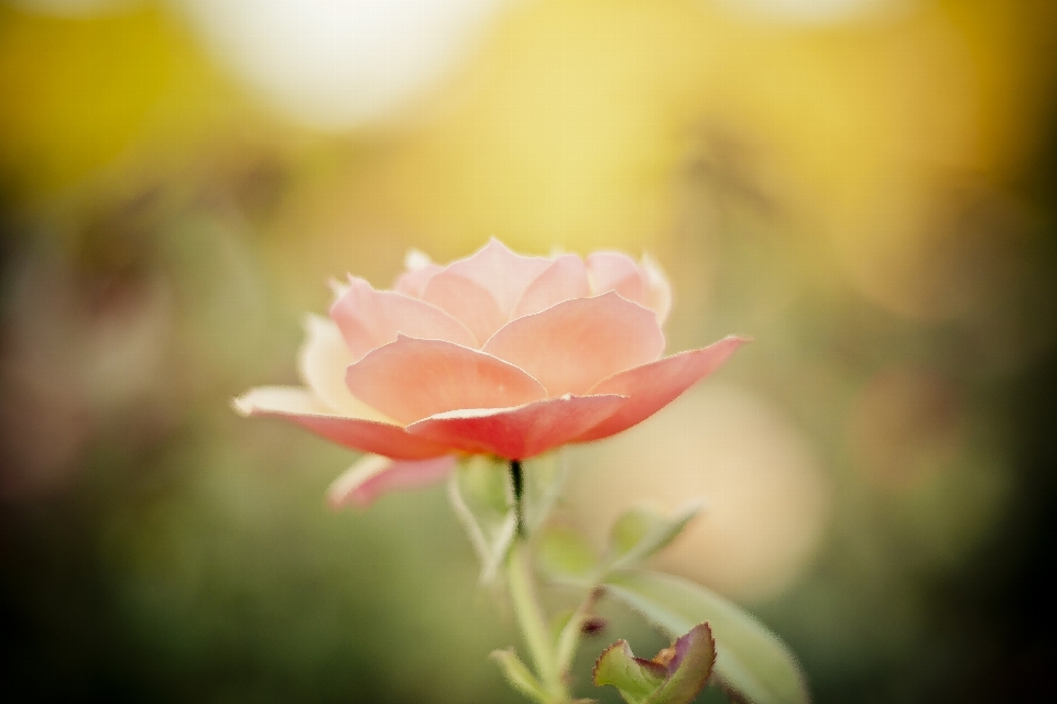 Natur blüte anlage fotografie