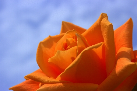 Anlage himmel blume blütenblatt Foto