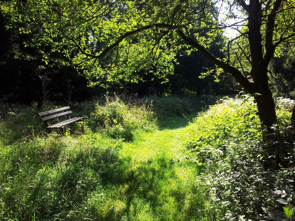 Tree nature forest grass